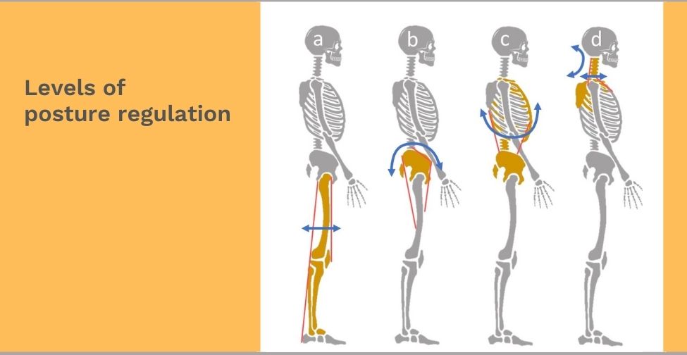 3_Levels-of-posture-regulation-EN